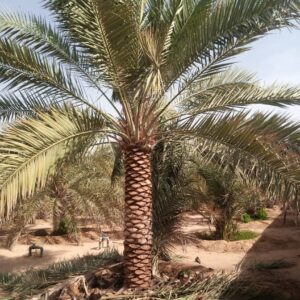 2 Meter Date Palm Tree Dubai